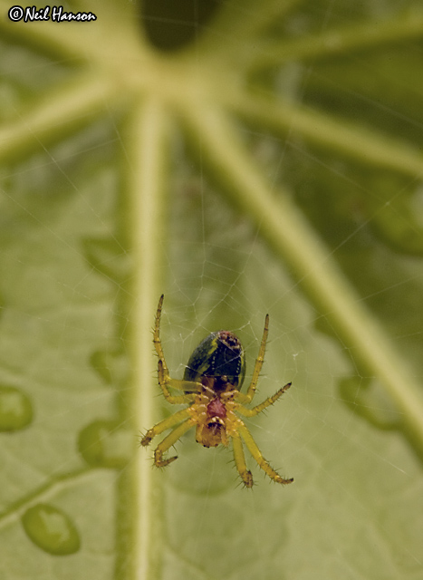 Arachnid