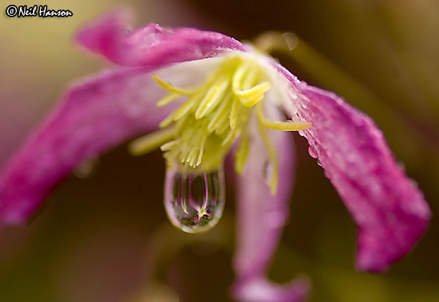 Clematis Drip