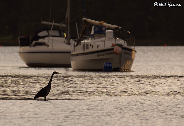 Heron