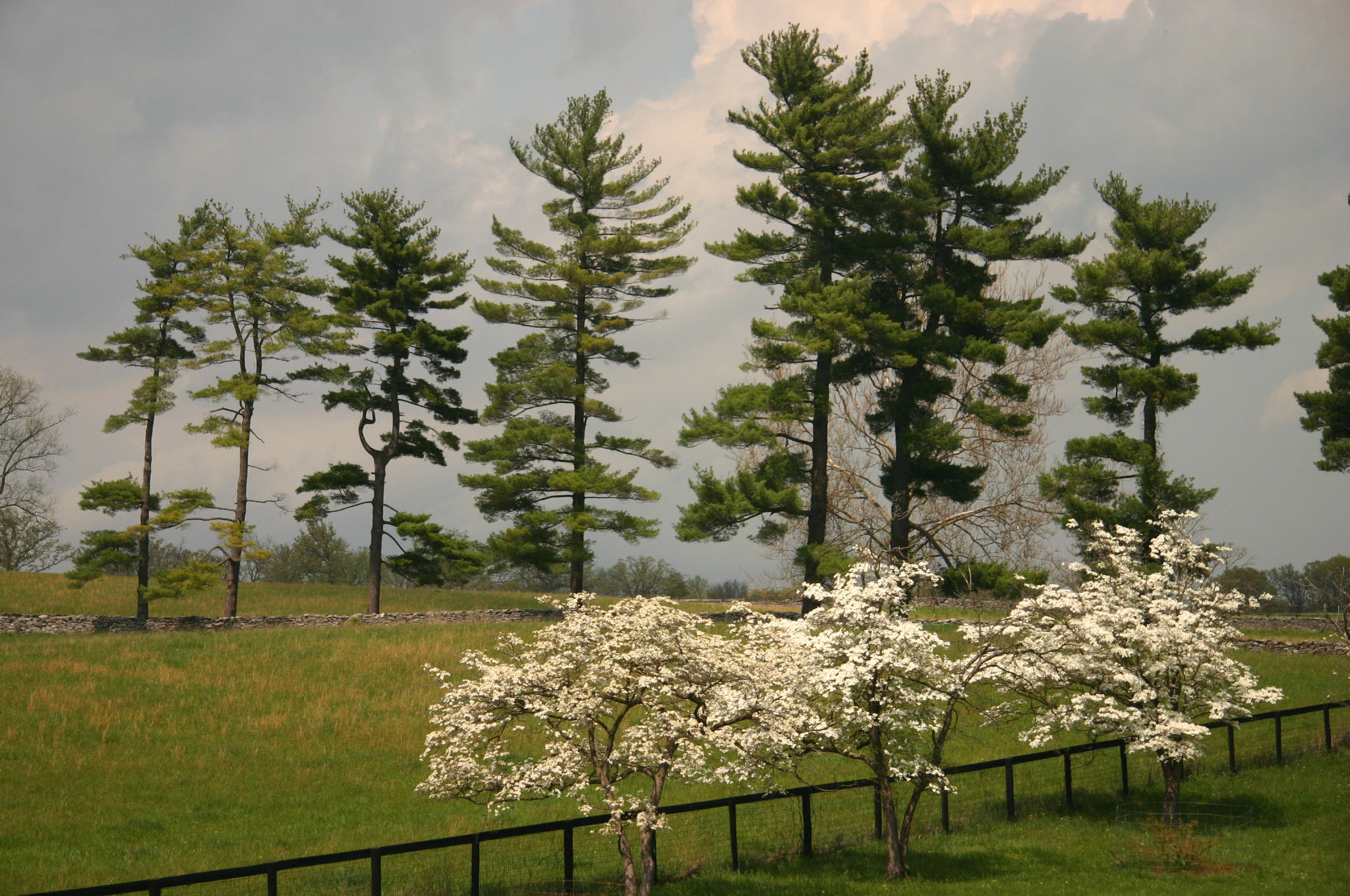 Springtime at Blandy