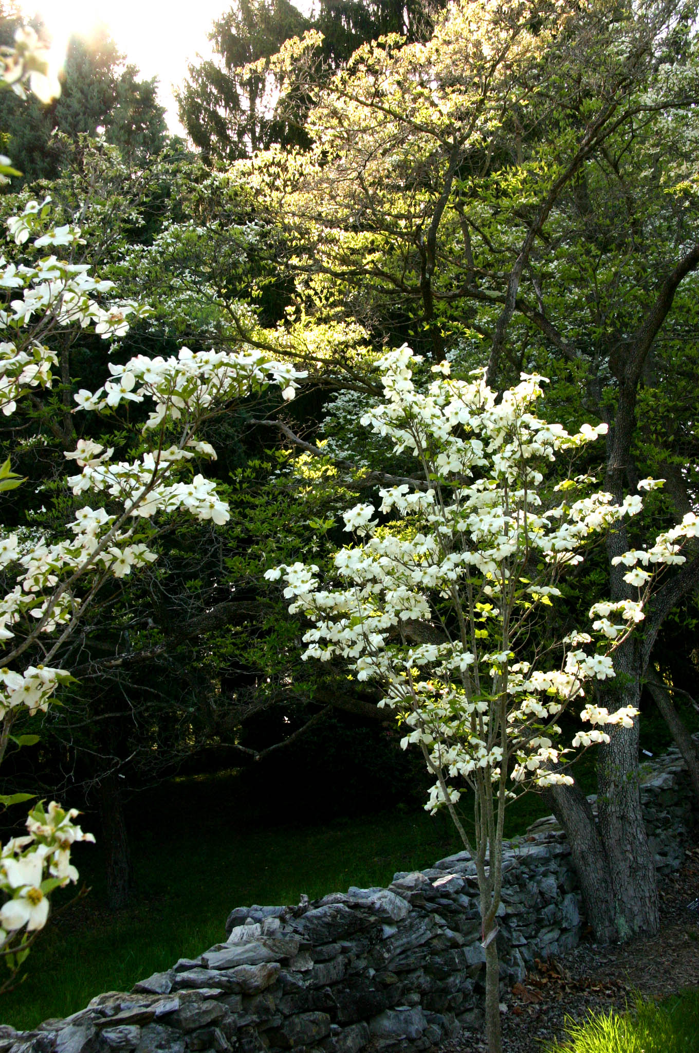 Dogwood Lane, Blandy Farm