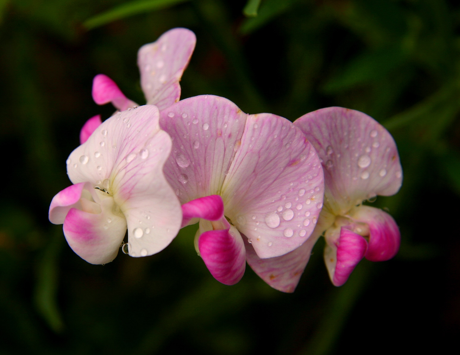 Dont cry, sweet pea.