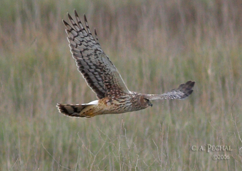 Northern Harrier Hawk