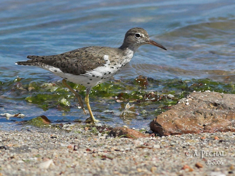 Spotted Sandpiper