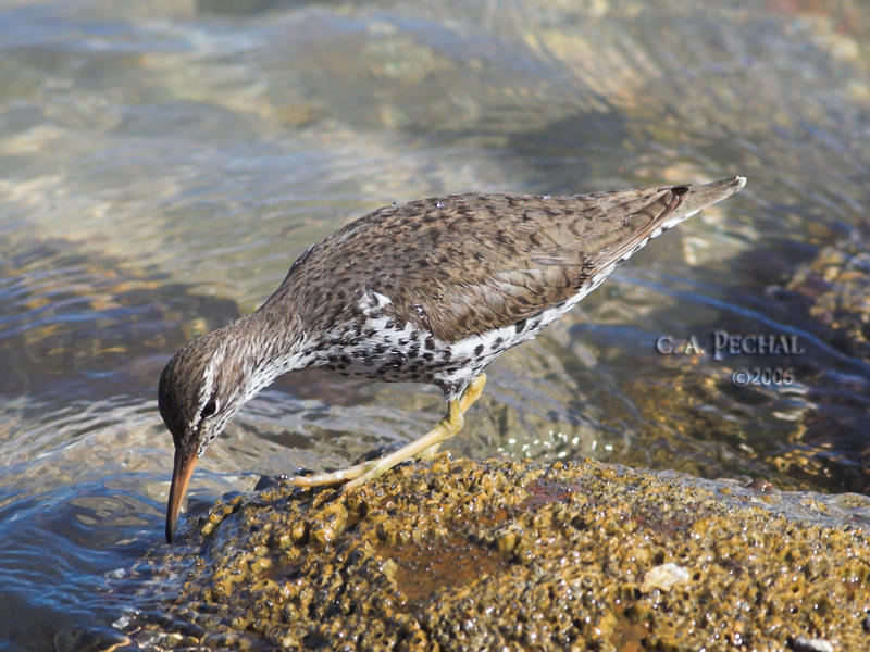 Spotted Sandpiper