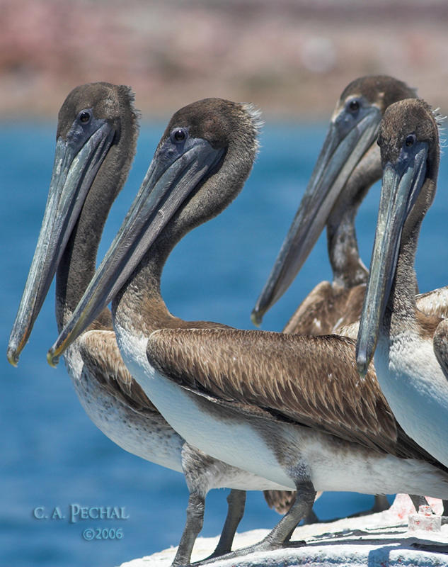Brown Pelicans