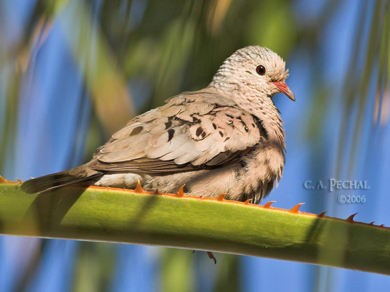 Common Ground Dove