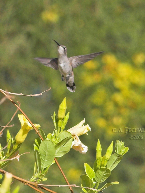 Female Black-chinned Hummingbird