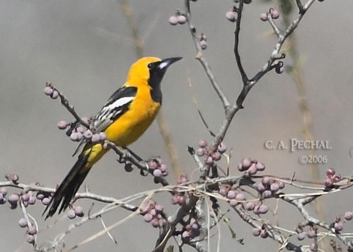 Hooded Oriole
