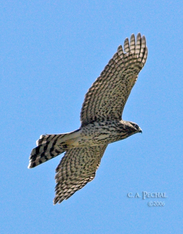 Unidentified Accipiter
