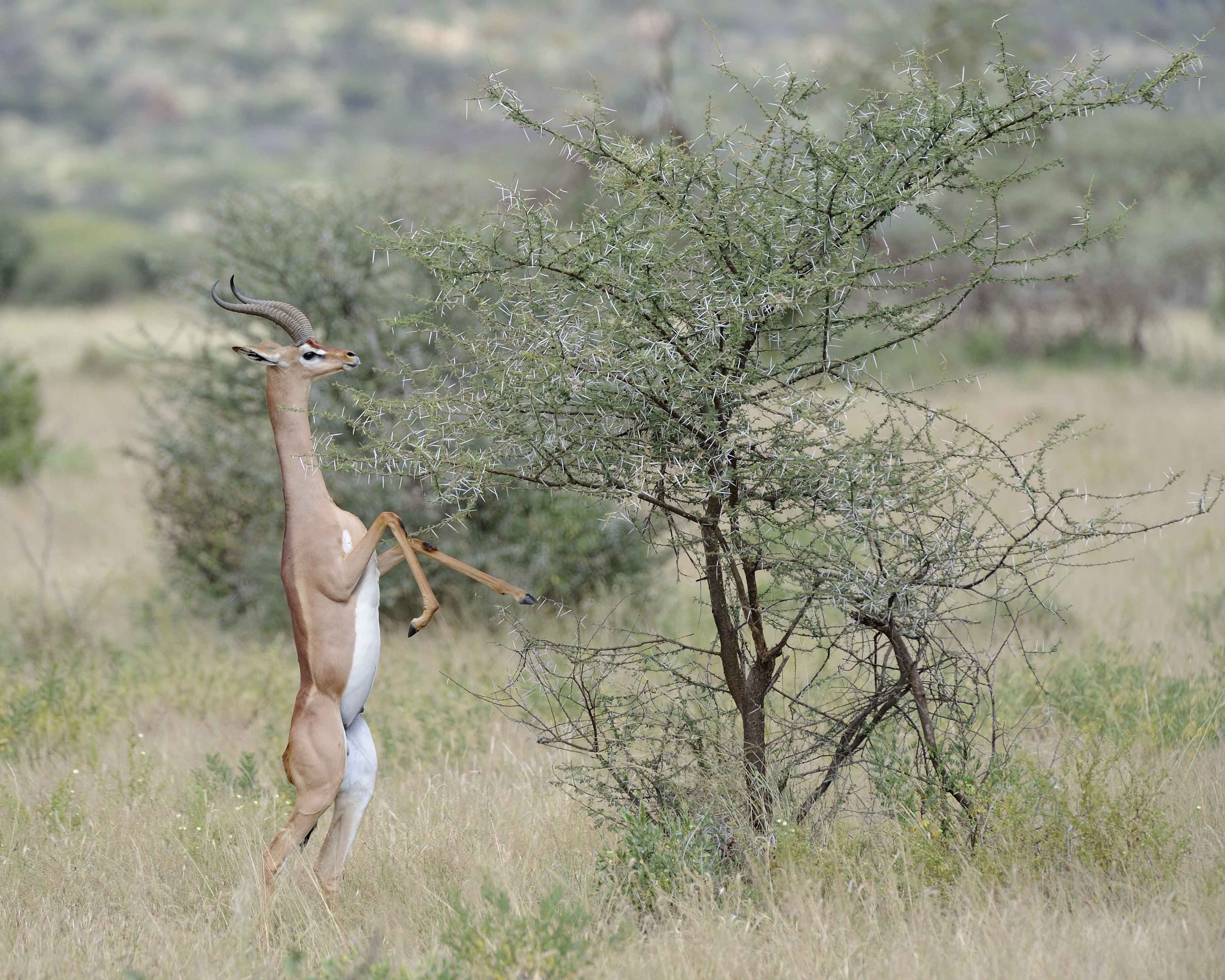 Gerenuk, on hind legs-010813-Samburu National Reserve, Kenya-#2208.jpg