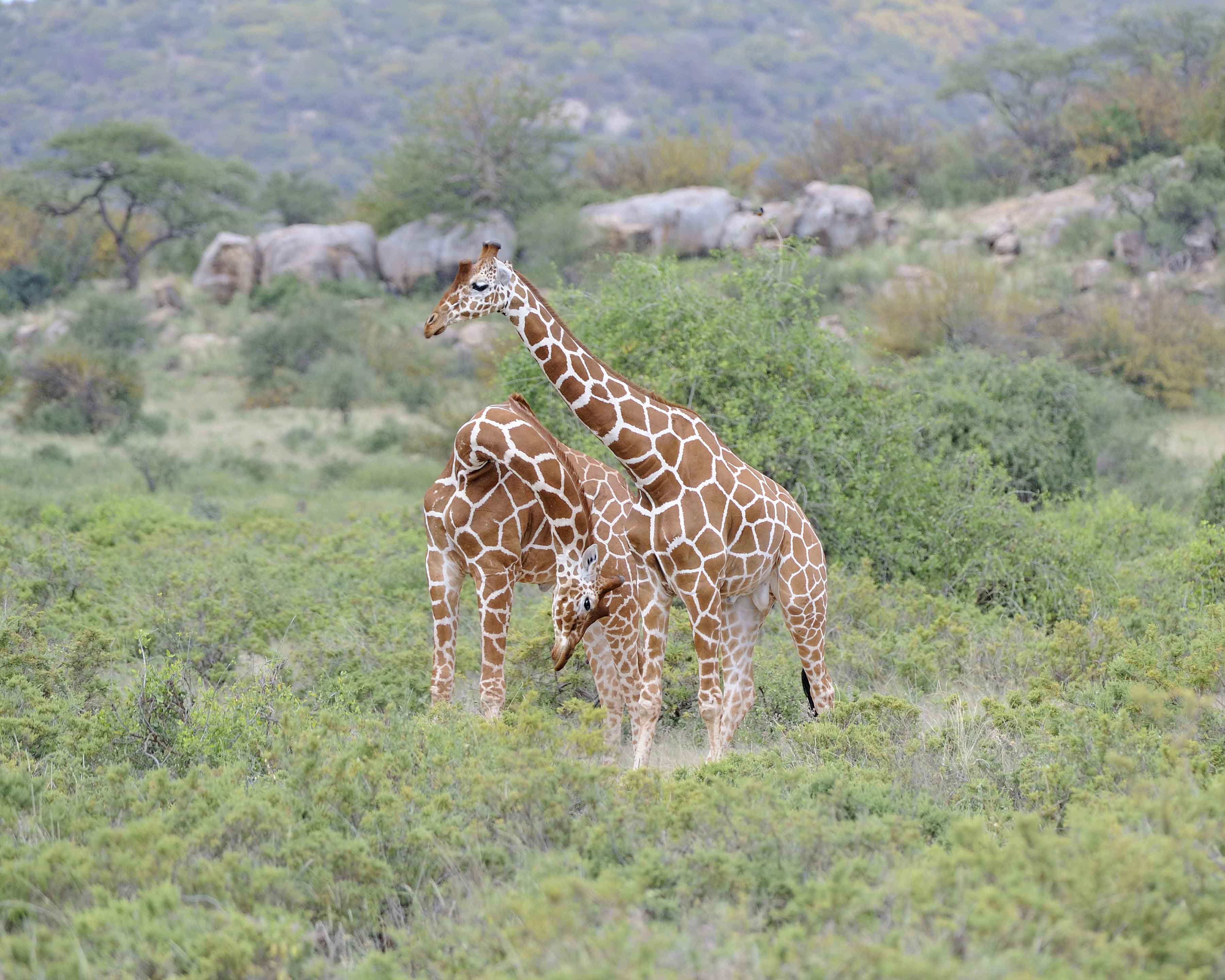 Giraffe, Reticulated, 2 necking-010813-Samburu National Reserve, Kenya-#2366.jpg