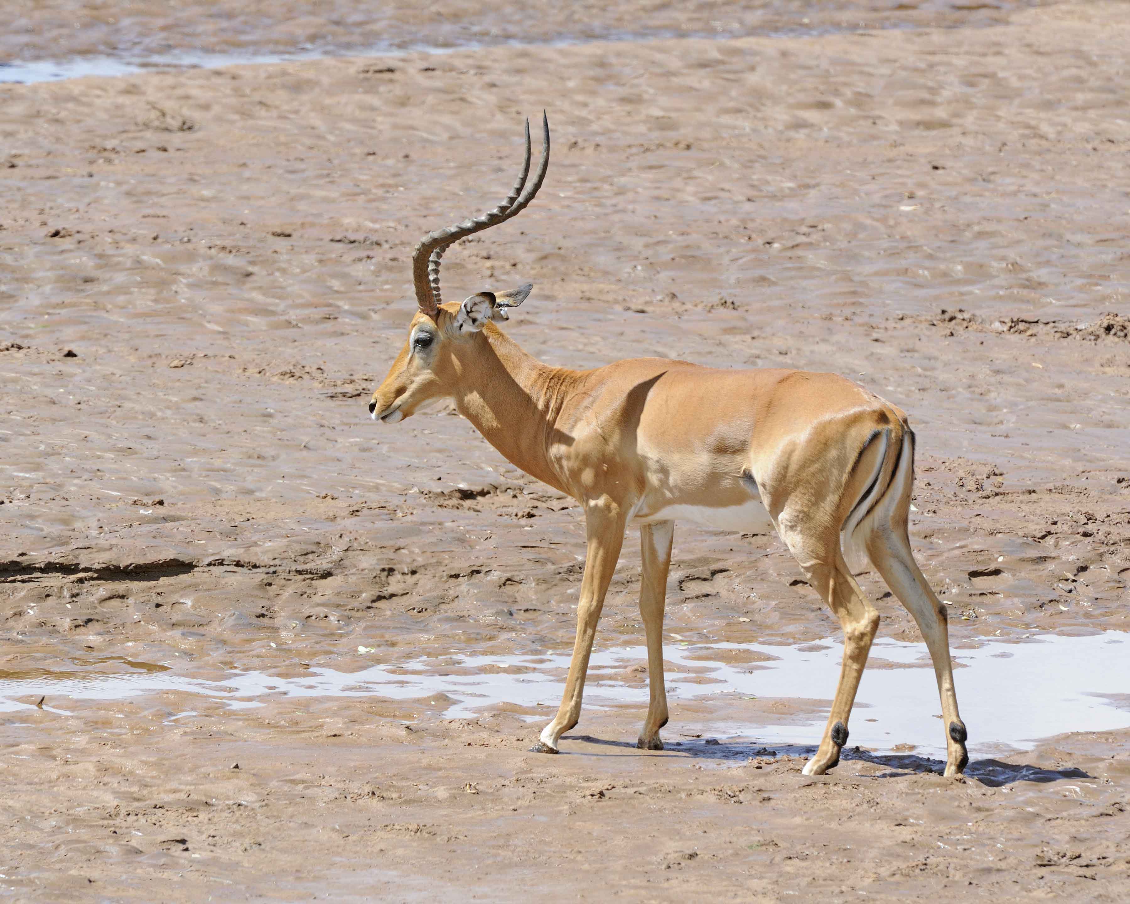Impala, Ram-010813-Samburu National Reserve, Kenya-#1698.jpg