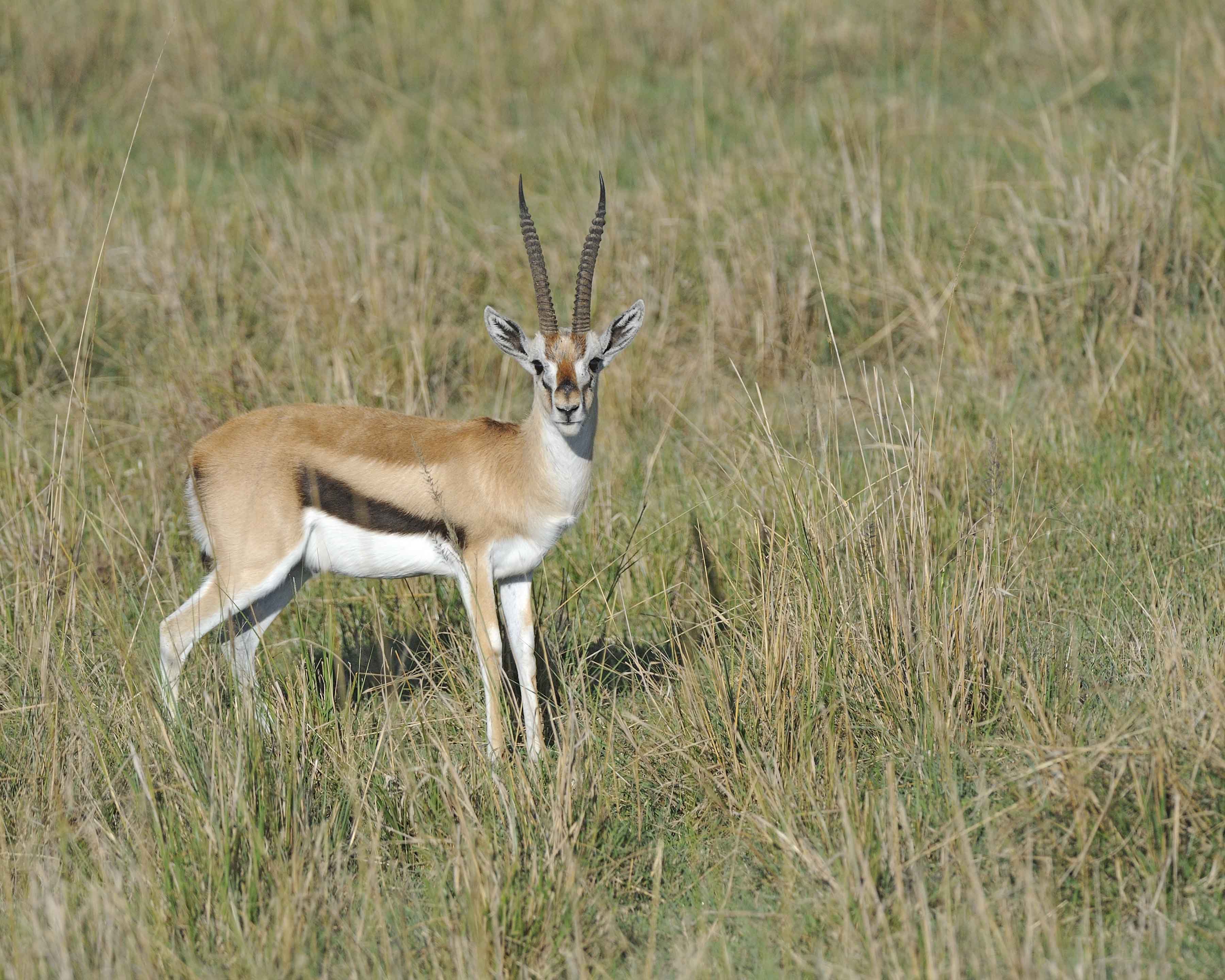Gazelle, Thomsons-011013-Lake Nakuru National Park, Kenya-#0813.jpg