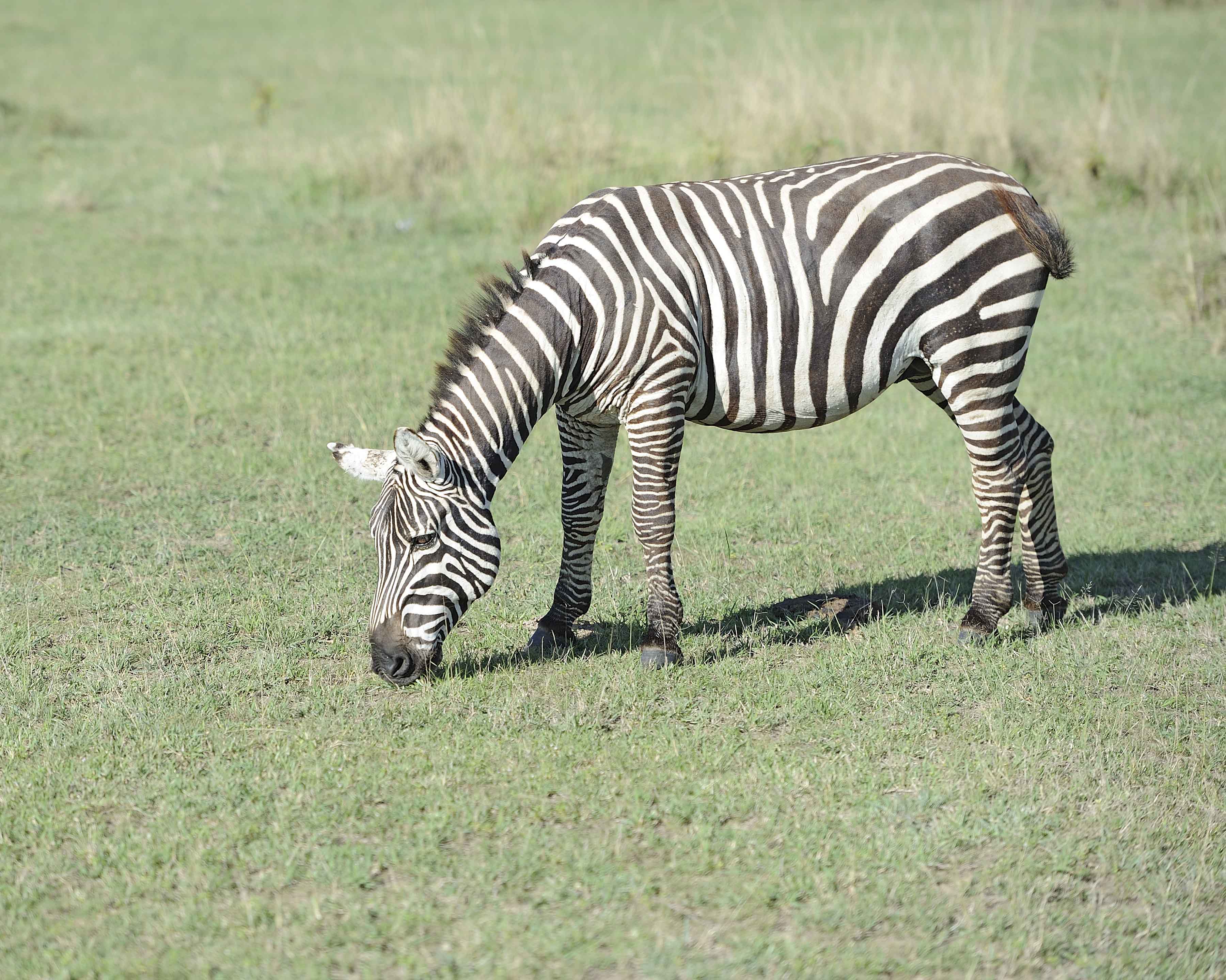 Zebra, Burchells-011013-Lake Nakuru National Park, Kenya-#2313.jpg