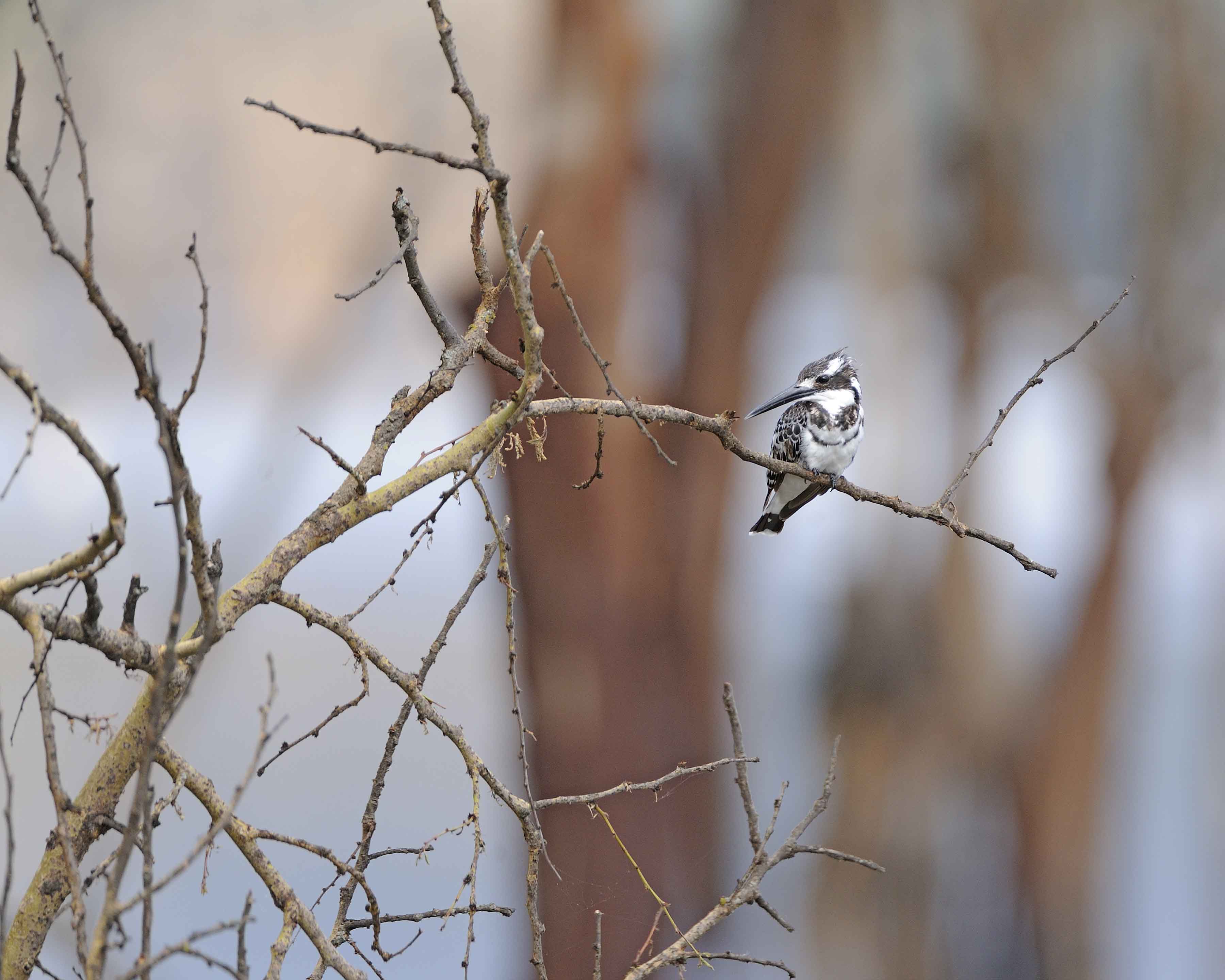 Pied Kingfisher