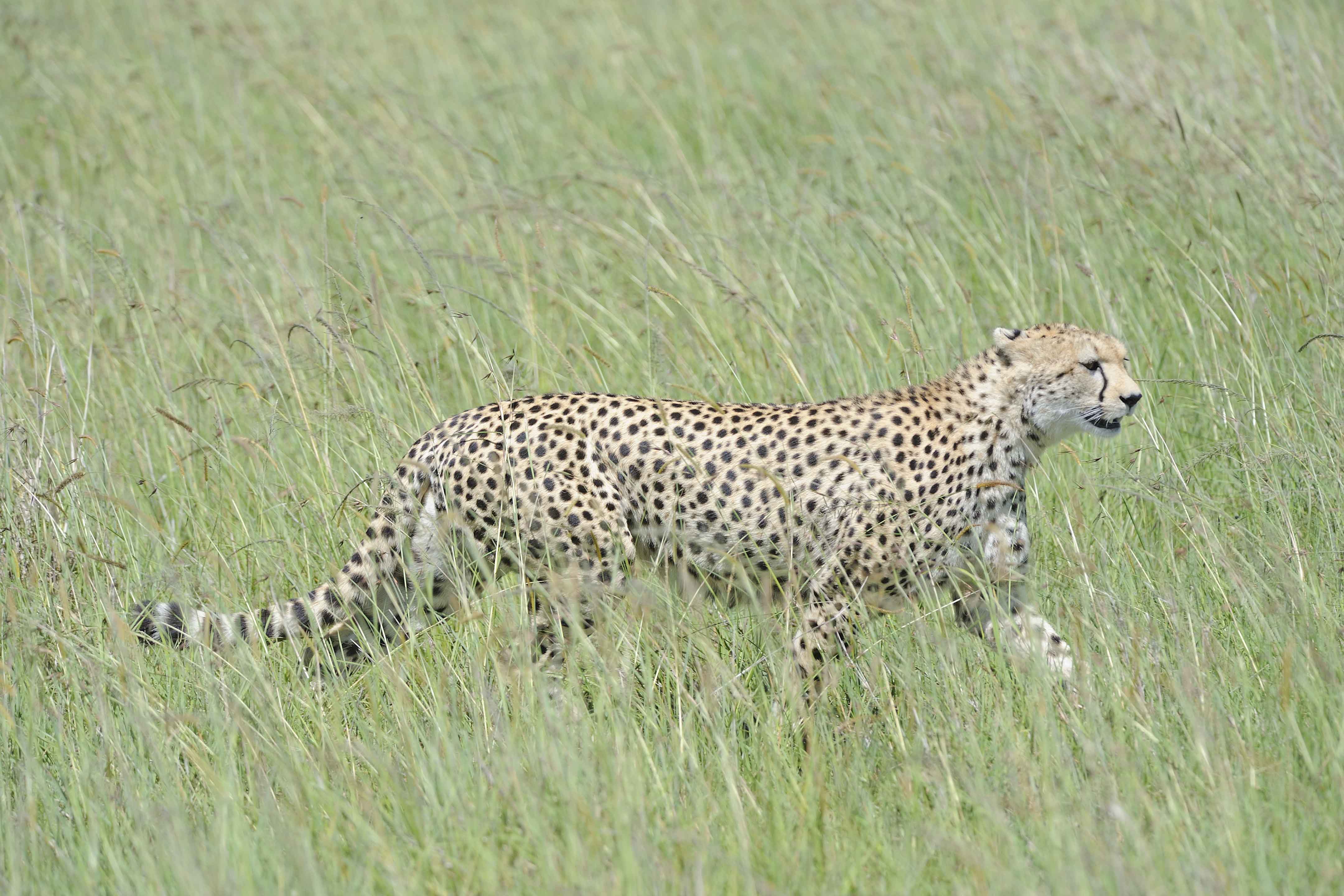 Female Cheetah