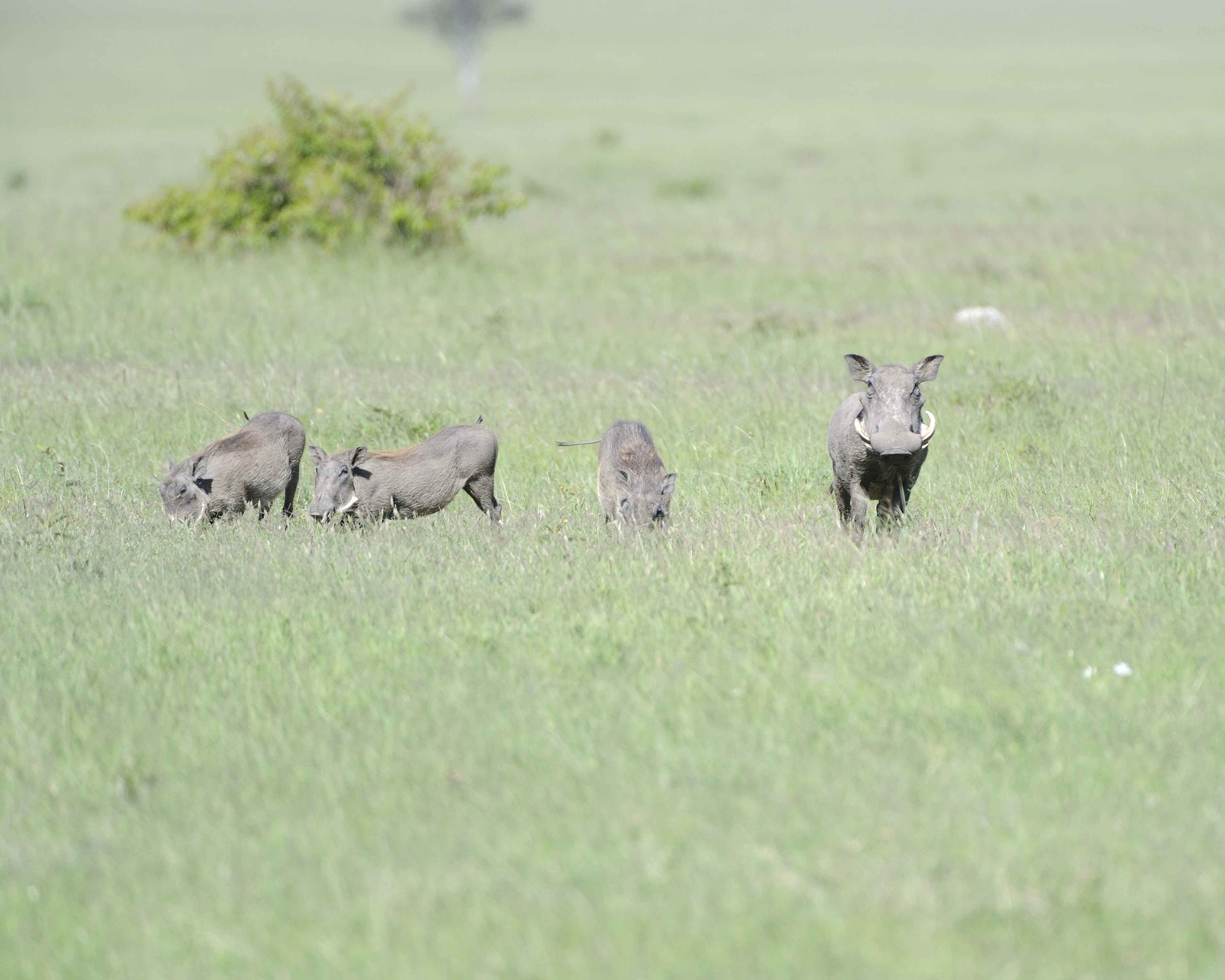 Warthog-011313-Maasai Mara National Reserve, Kenya-#2368.jpg
