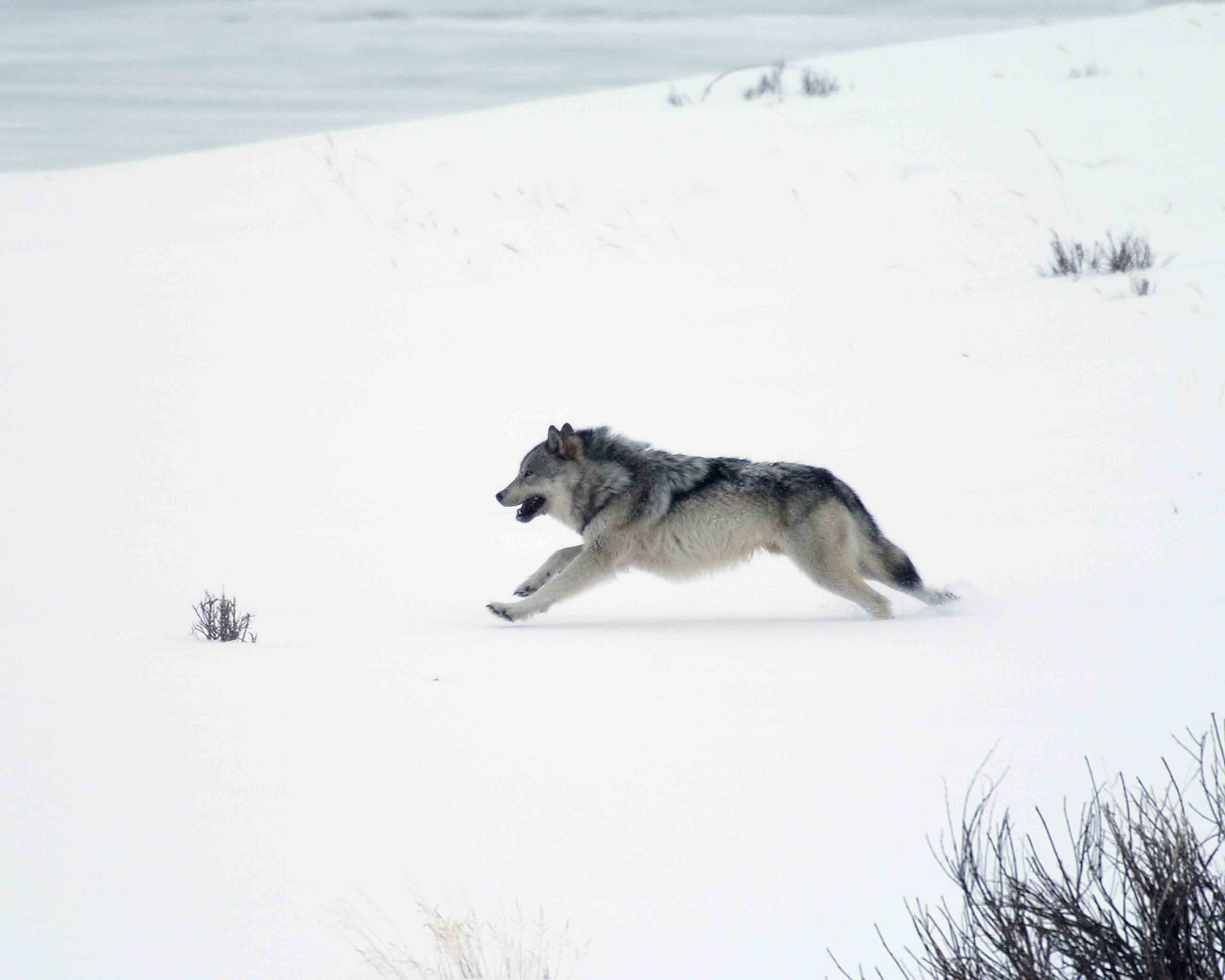 Gray Wolf Interloper running from Specimen Ridge Pack-021905-YNP-Lamar Valley-0327.jpg
