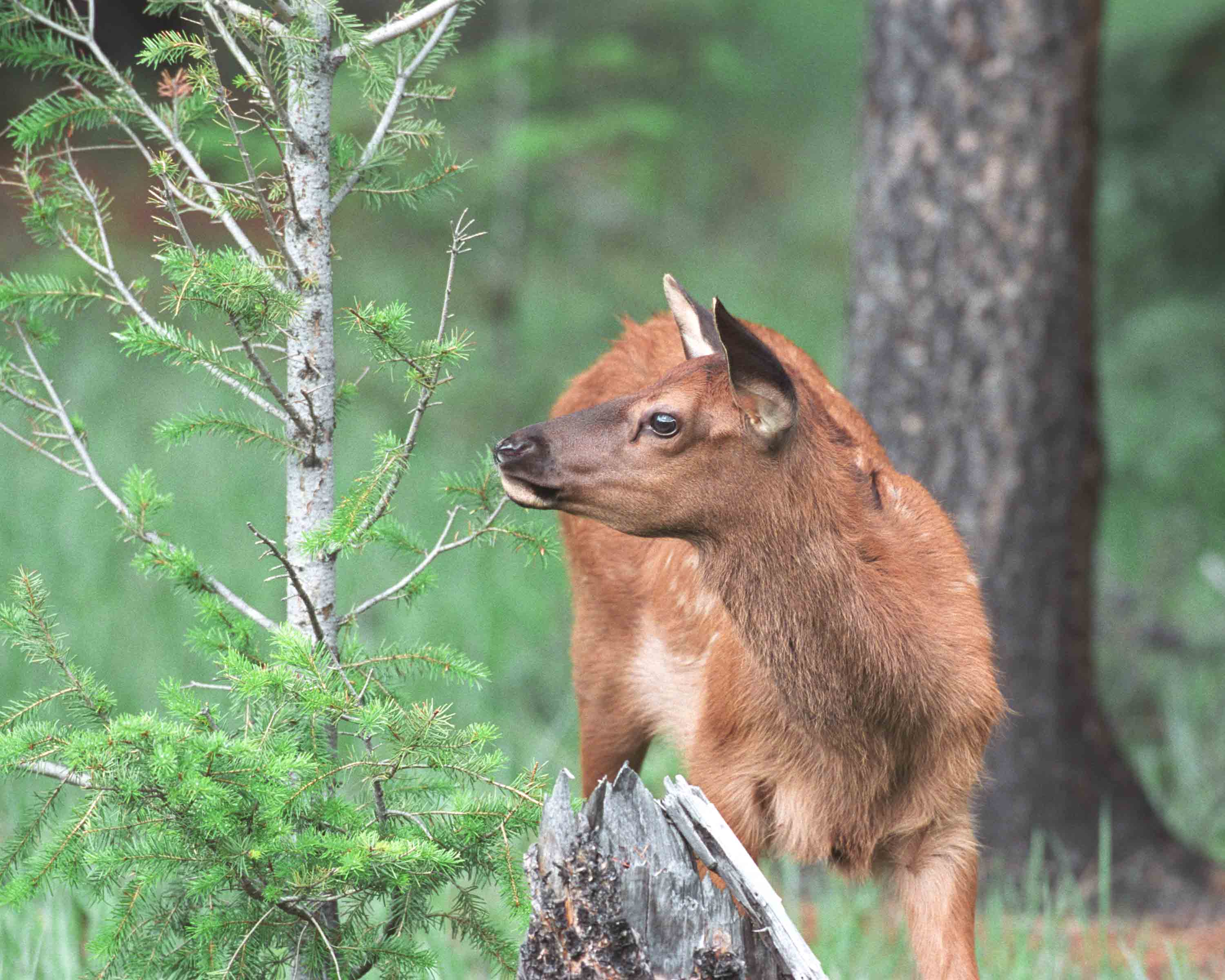 Elk, Calf-070601-Maligne Lake Road, Jasper National Park, Canada-R14-17.jpg