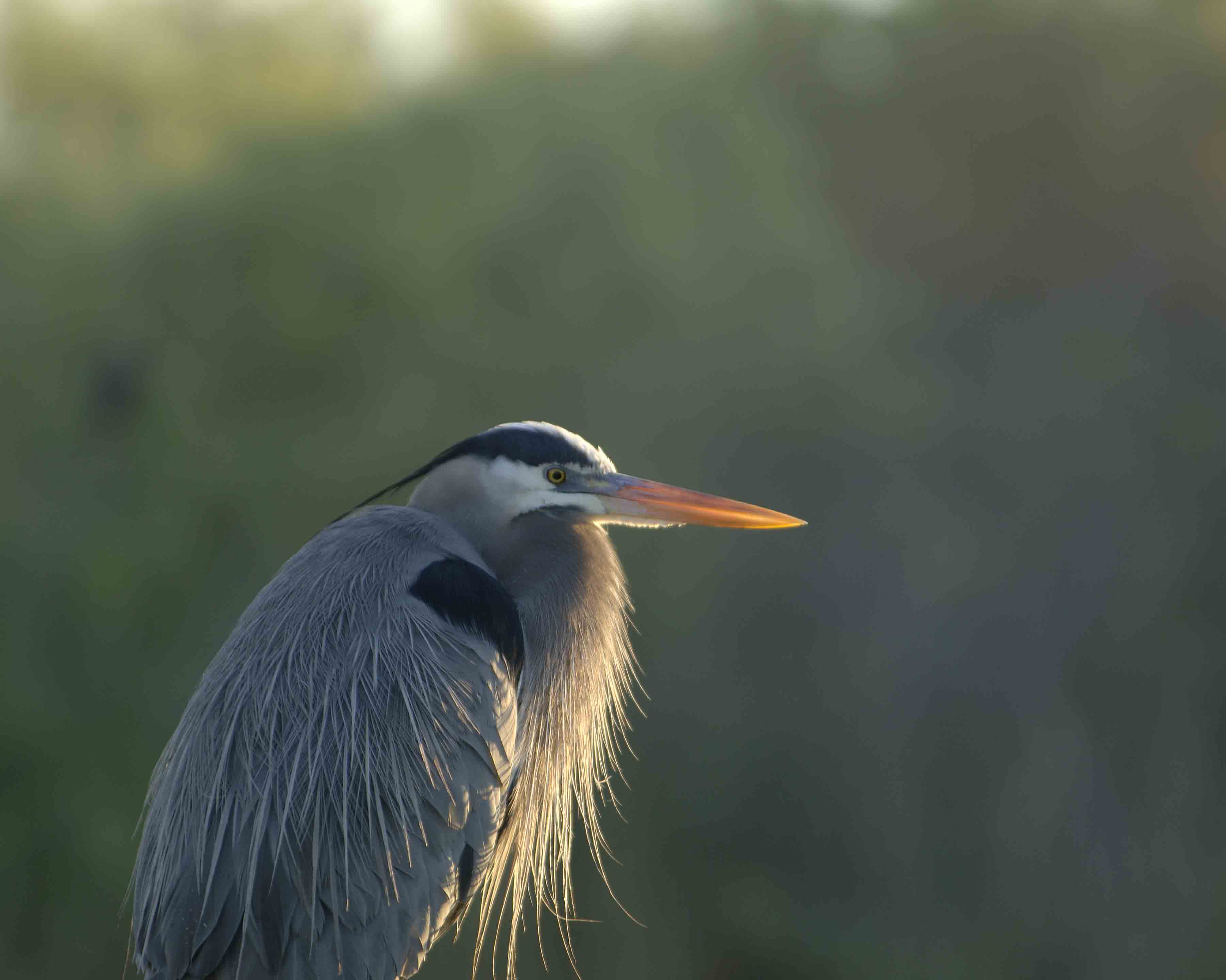Heron, Great Blue, in morning sun-031305-Everglades Natl Park, Anhinga Trail-0017.jpg