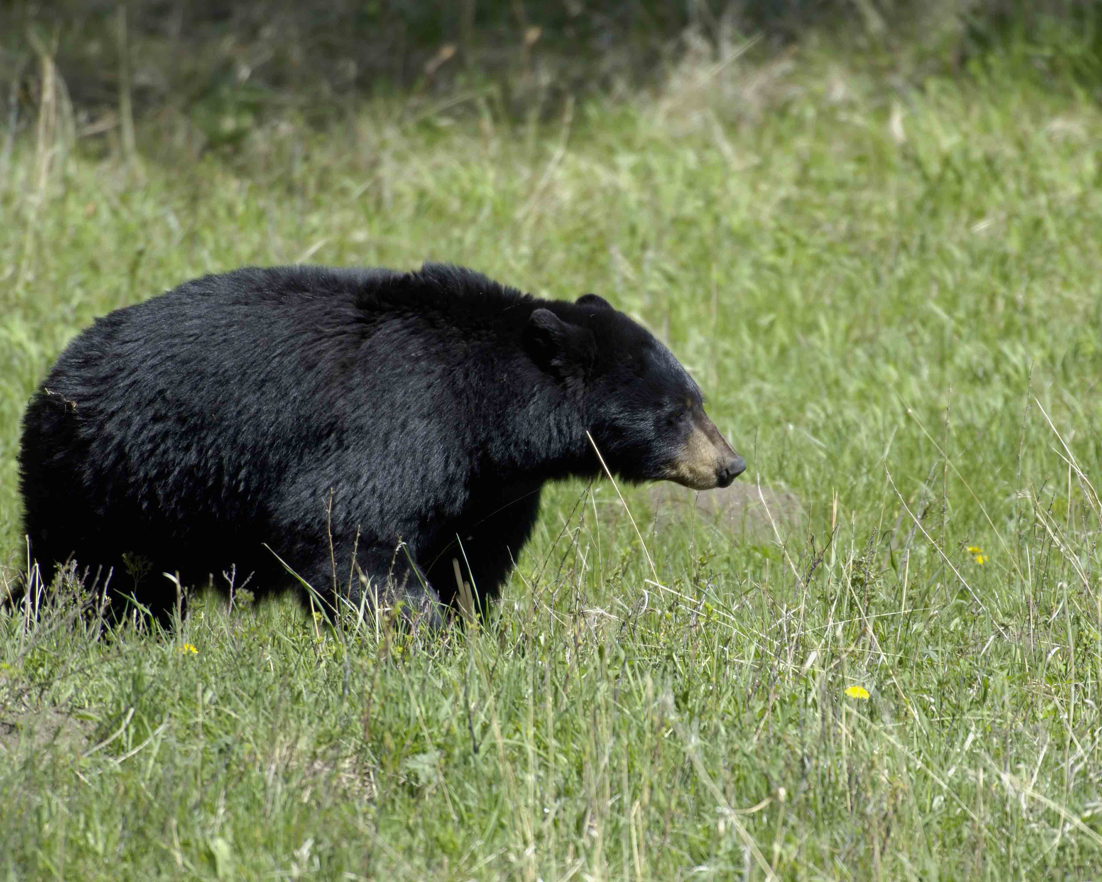 Bear, Black Sow-052205-Elk Creek, YNP-0167.jpg