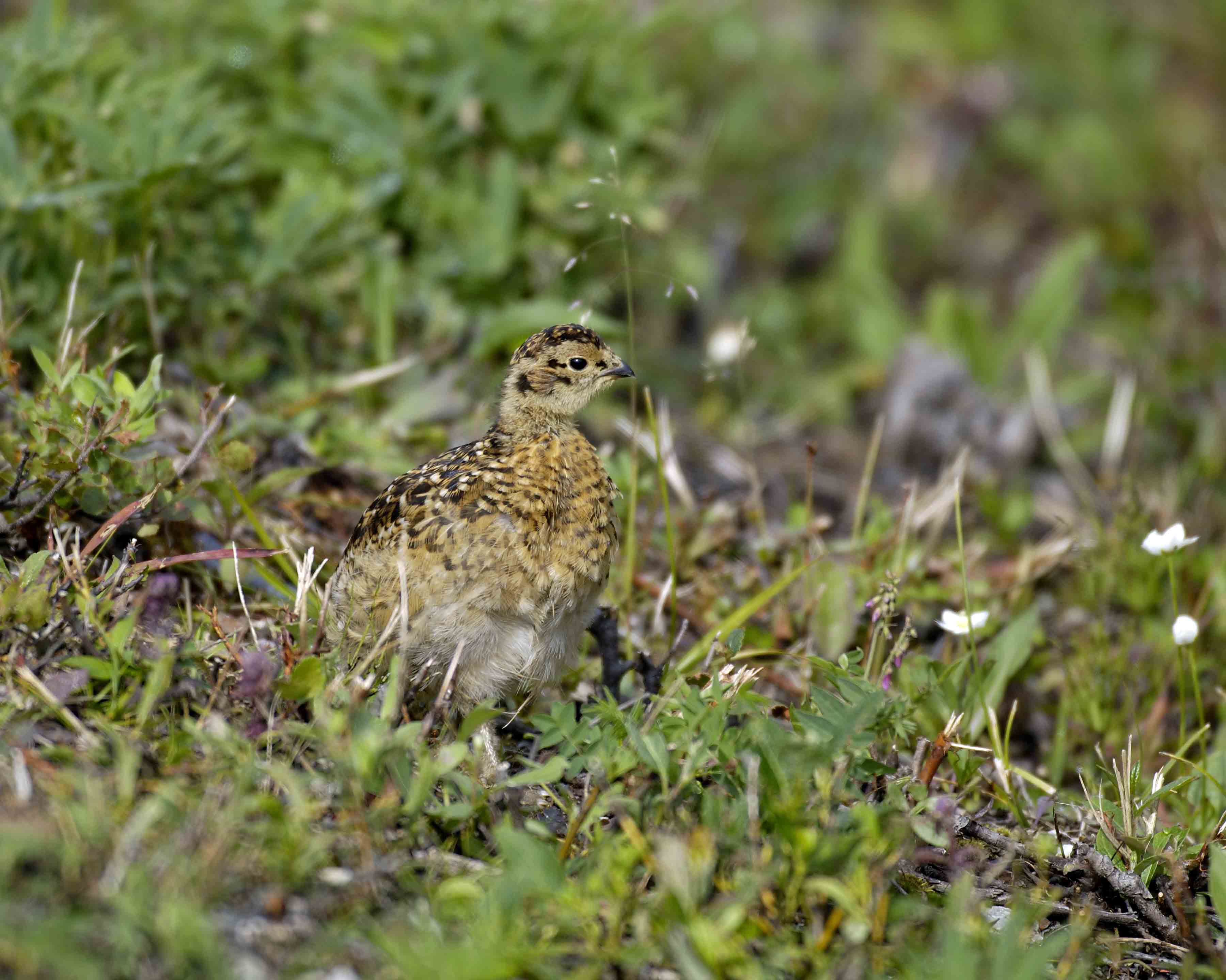 Ptarmigan, Willow, Chick-071905-Denali Park Rd, Denali NP-0033.jpg