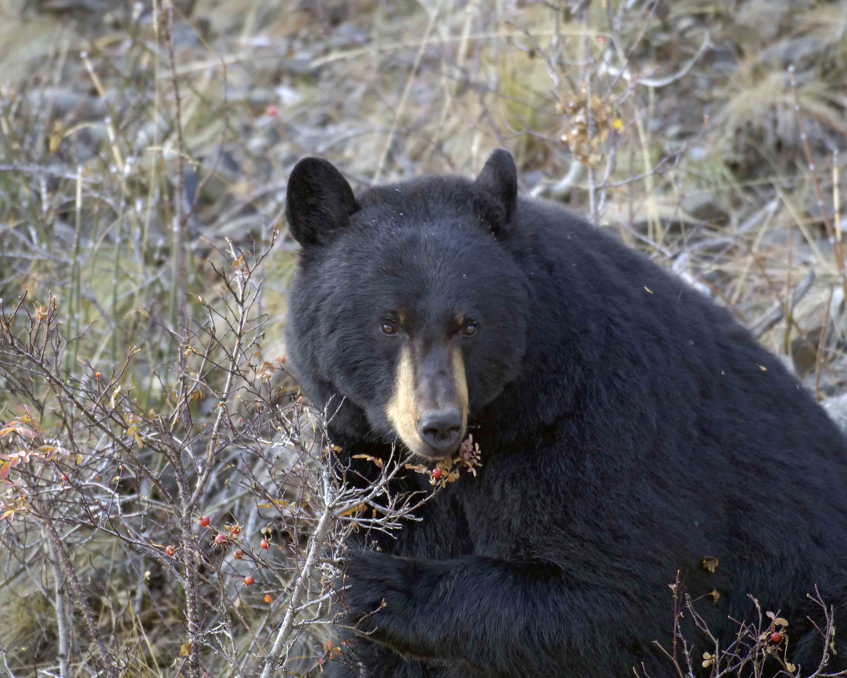 Bear, Black, eating Rosehip-101605-Tower Junction, Yellowstone Natl Park, WY-#0182.jpg