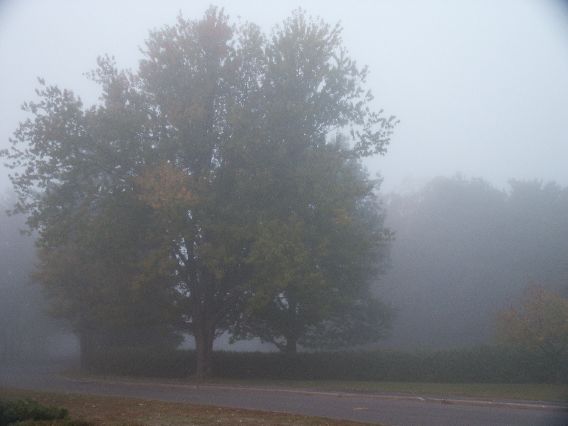 matin automne brume rable - maple in the fog