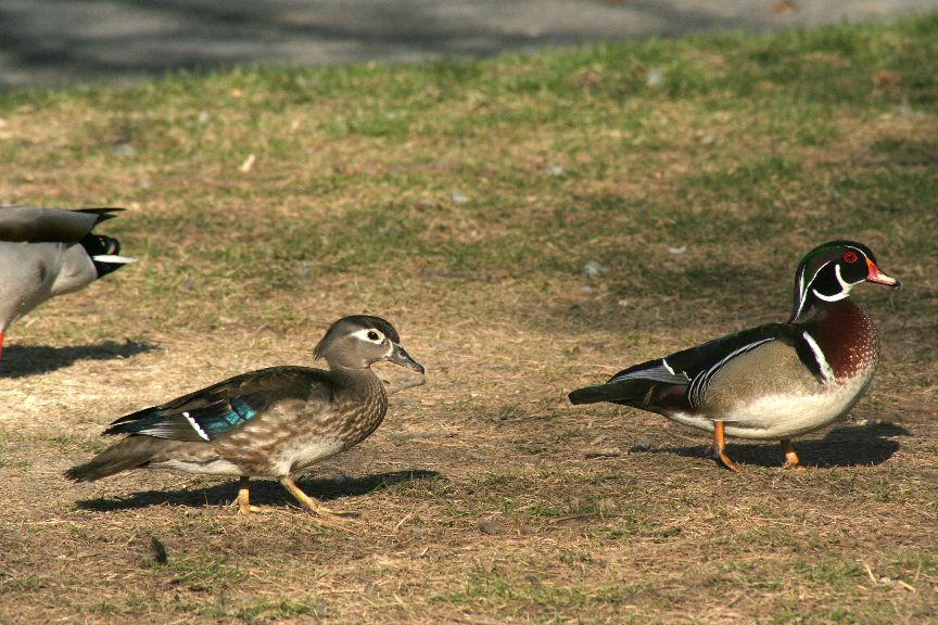 couple canard branchu - wood ducks