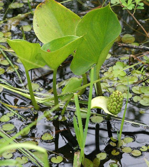 IMG_0155 calla des marais.jpg