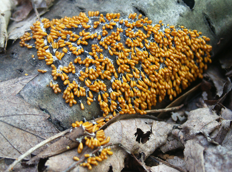 PICT0059 Locarpe fragile - Egg-shell slime mold - Leocarpus fragilis sm.jpg