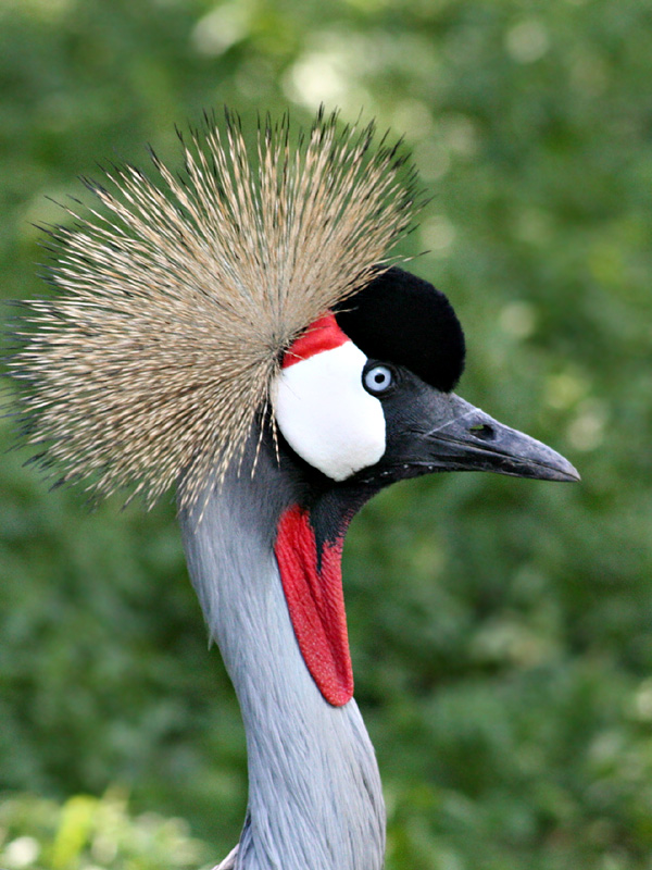 Avifauna Bird Park