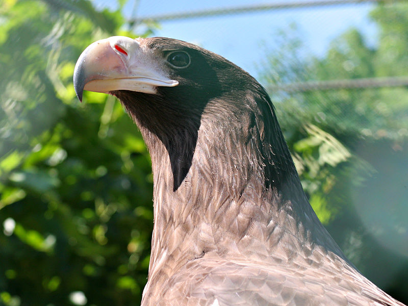 Avifauna Bird Park