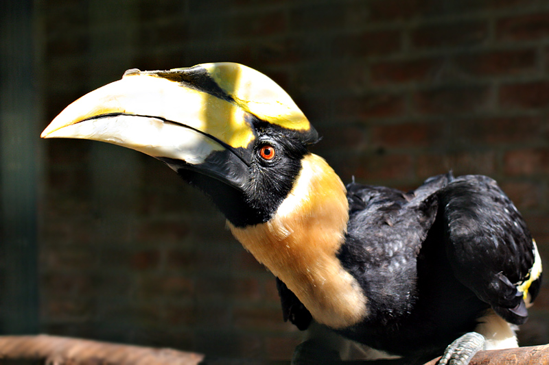 Avifauna Bird Park