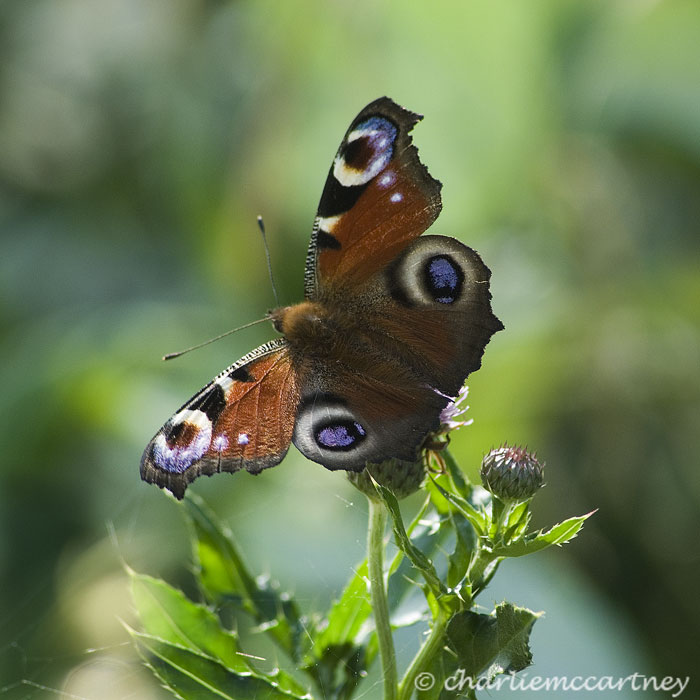 Peacock