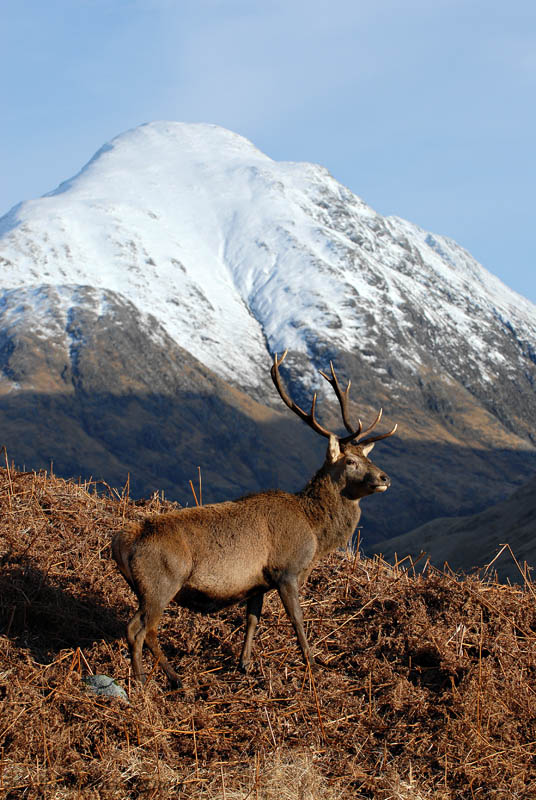 Stag_DSC_5804.jpg