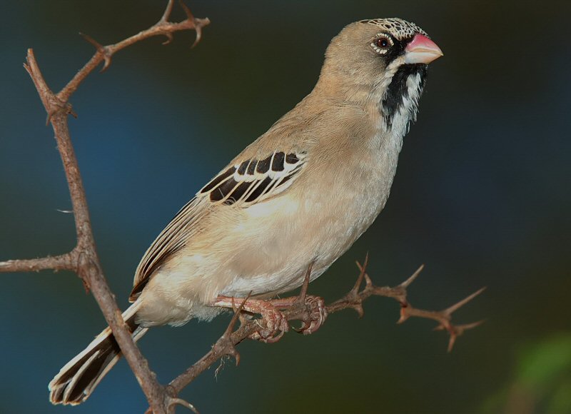 Scalyfeathered Finch