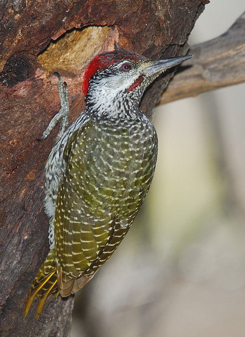 Goldentailed Woodpecker