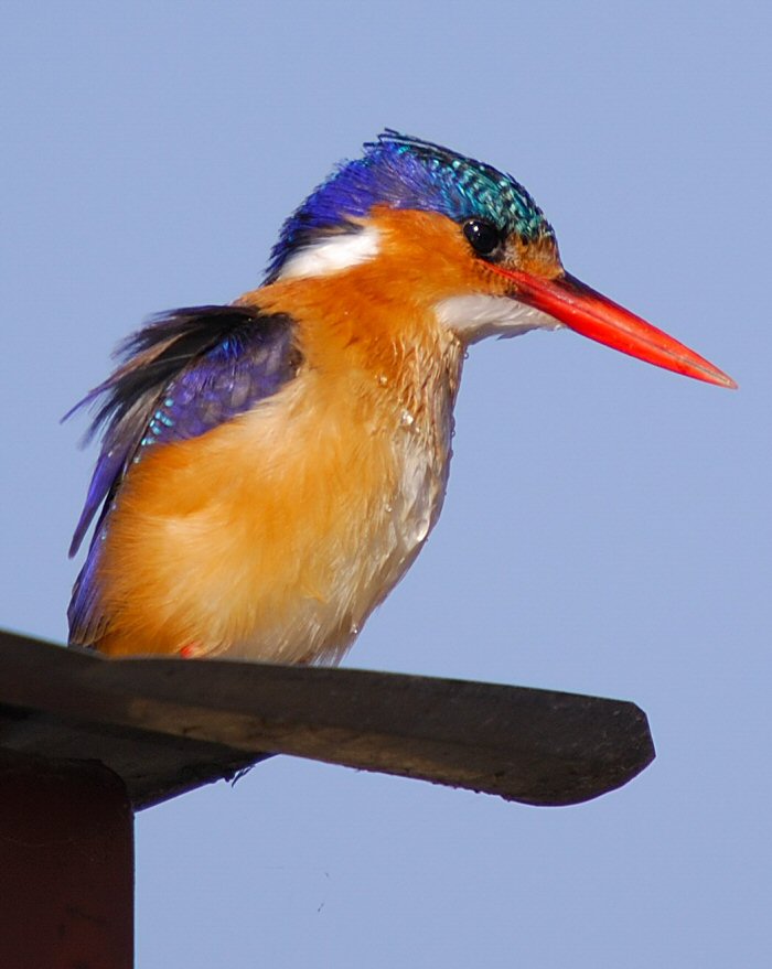 Kingfisher