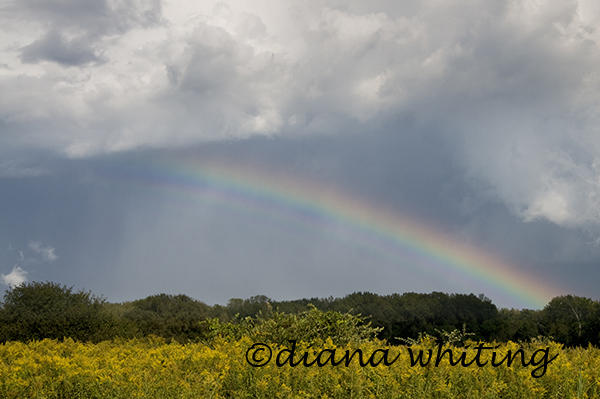 Montezuma  Wildlife Refuge Rainbow