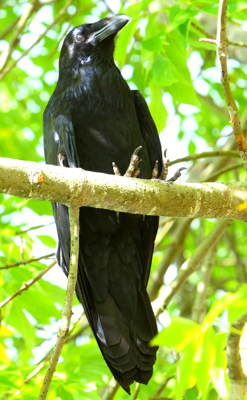 Raven