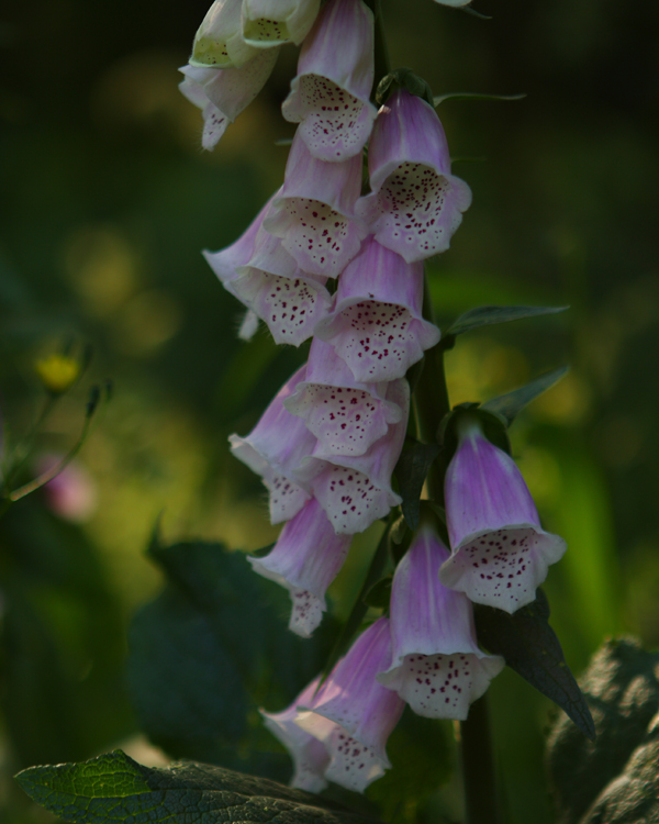 Foxglove in the woods .JPG