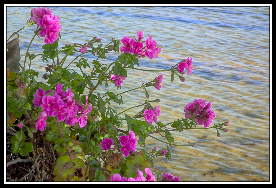 Geranios en la palmera   -   Geraniums on palm trunk