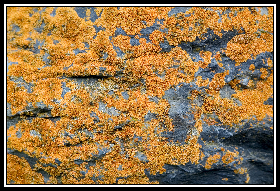 Liquen sobre piedra  -  Lichen on a stone