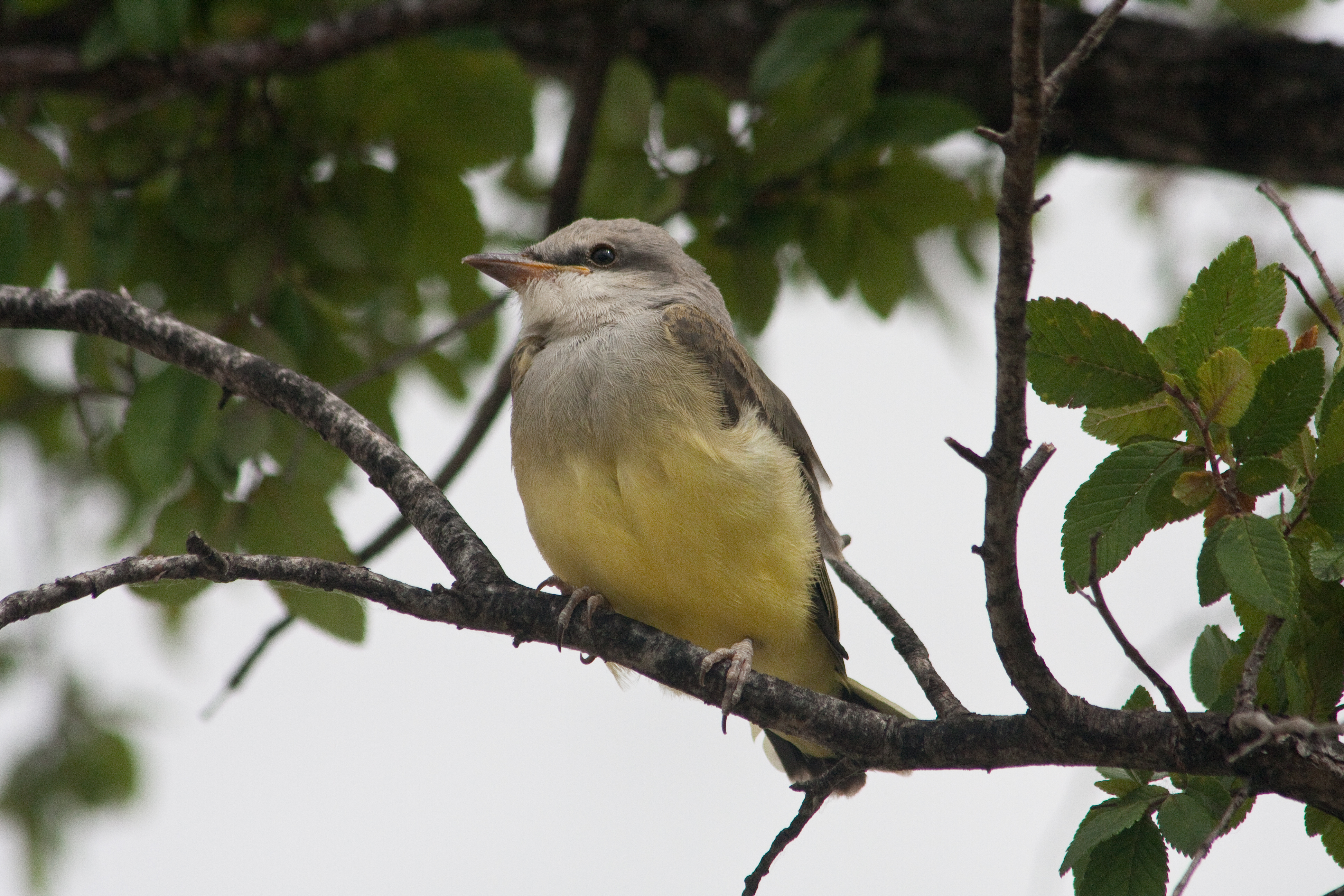 The babies are beginning to leave the nest.