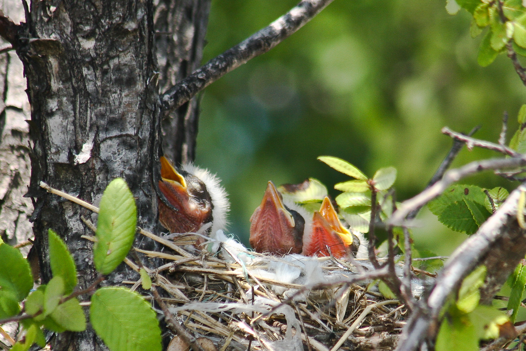 Baby Kingbirds