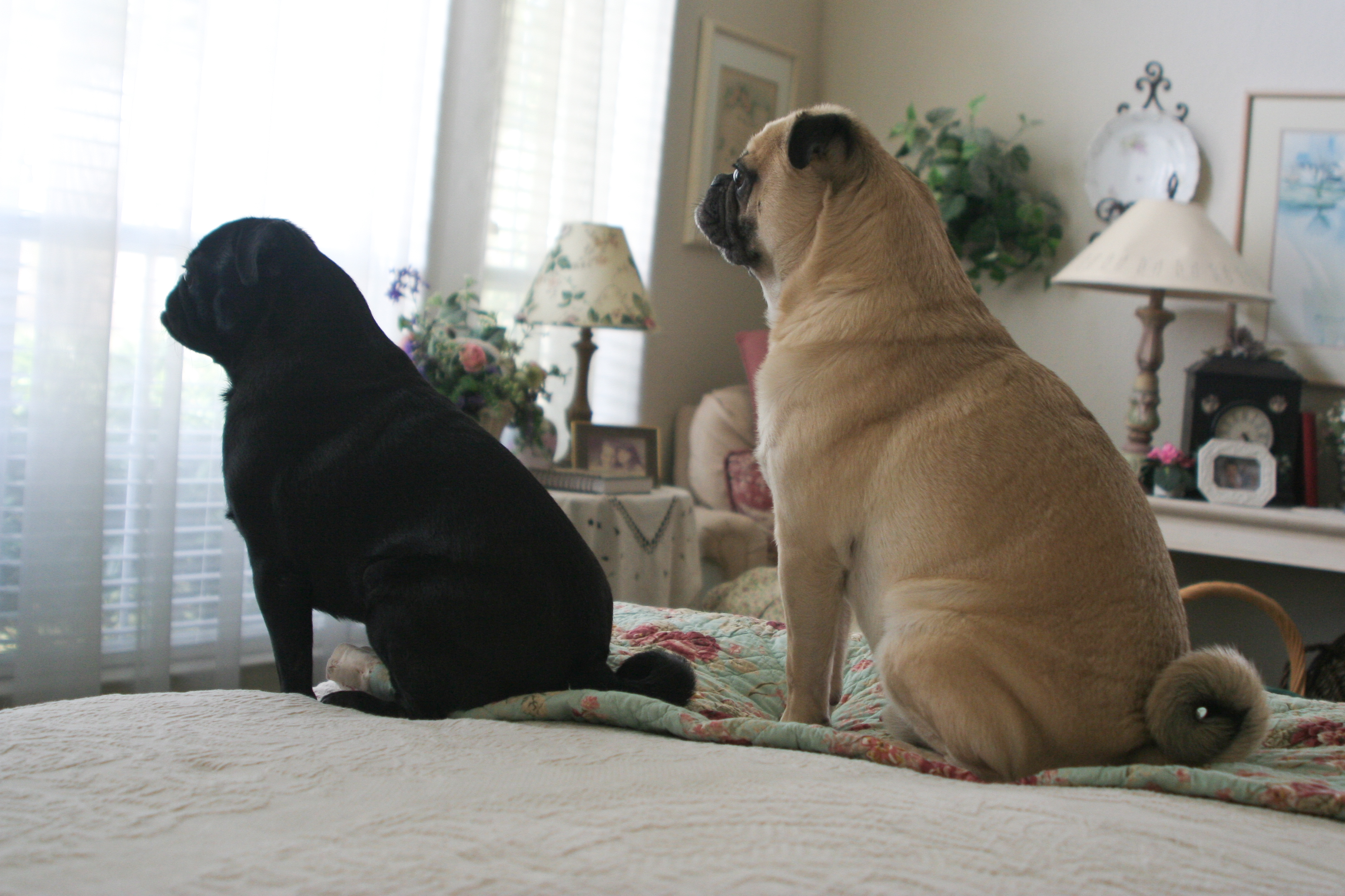 Pugs rule!