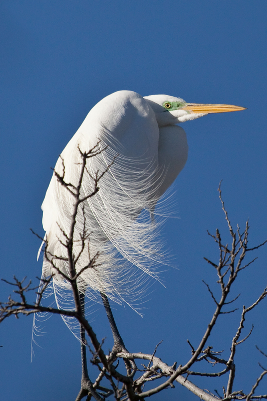 Egret