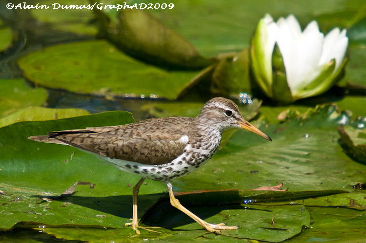 Chevalier Grivel - Spotted Sandpiper 002